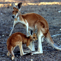 Australia Trip 1988 Part A