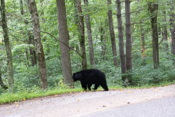 Blue Ridge Parkway 