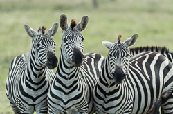 First African Safari